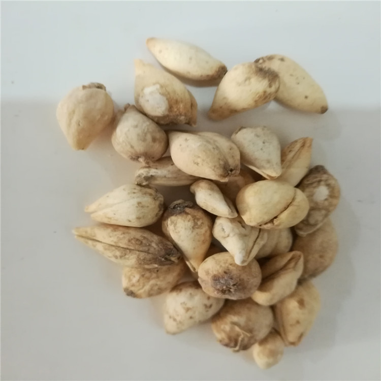 批发川贝母 炉贝 无硫磺熏蒸 干净无杂 选货