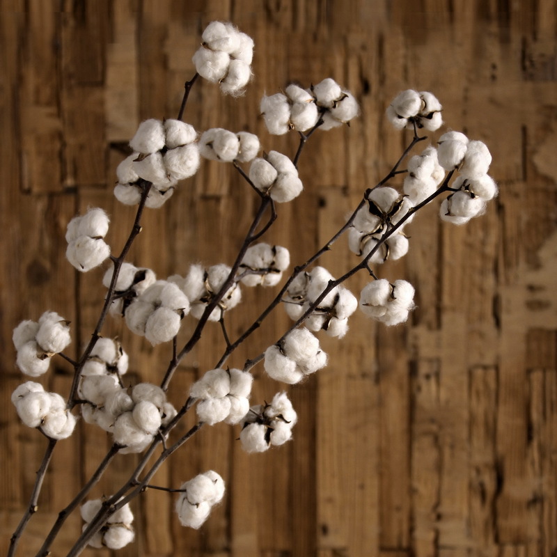 美学黑客 棉花干枝干花 仿真花干花真花花束天然干枝插花摄影道具