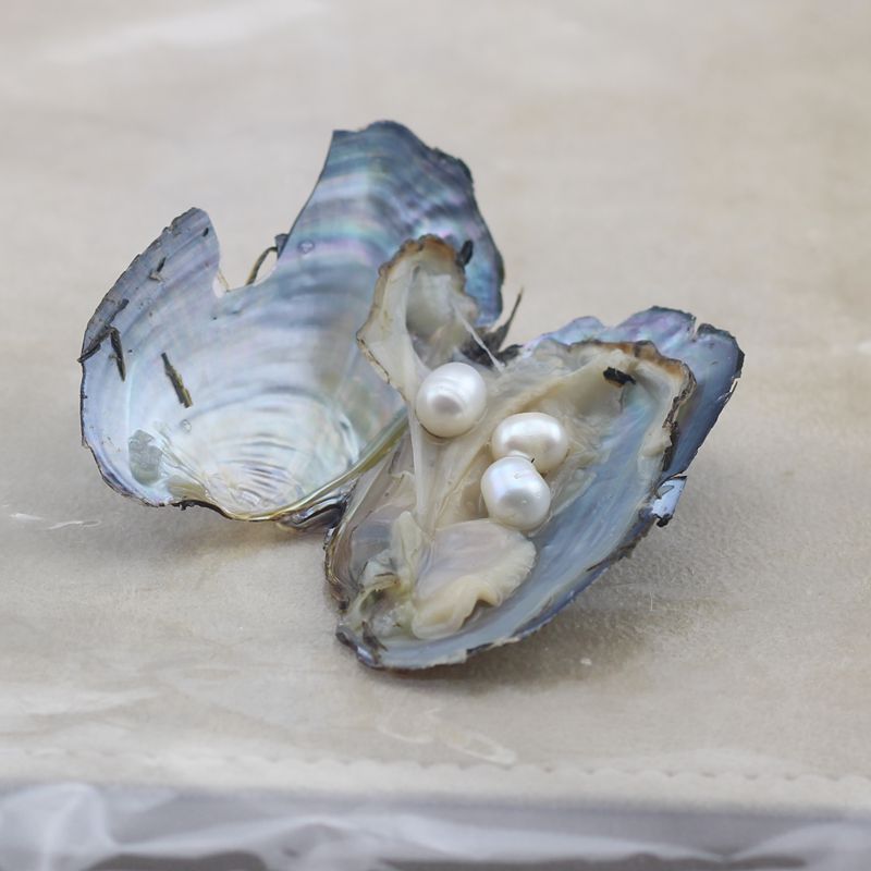 三角蚌珍珠小河蚌真空包装一蚌一珠水滴米形珍珠支持多课