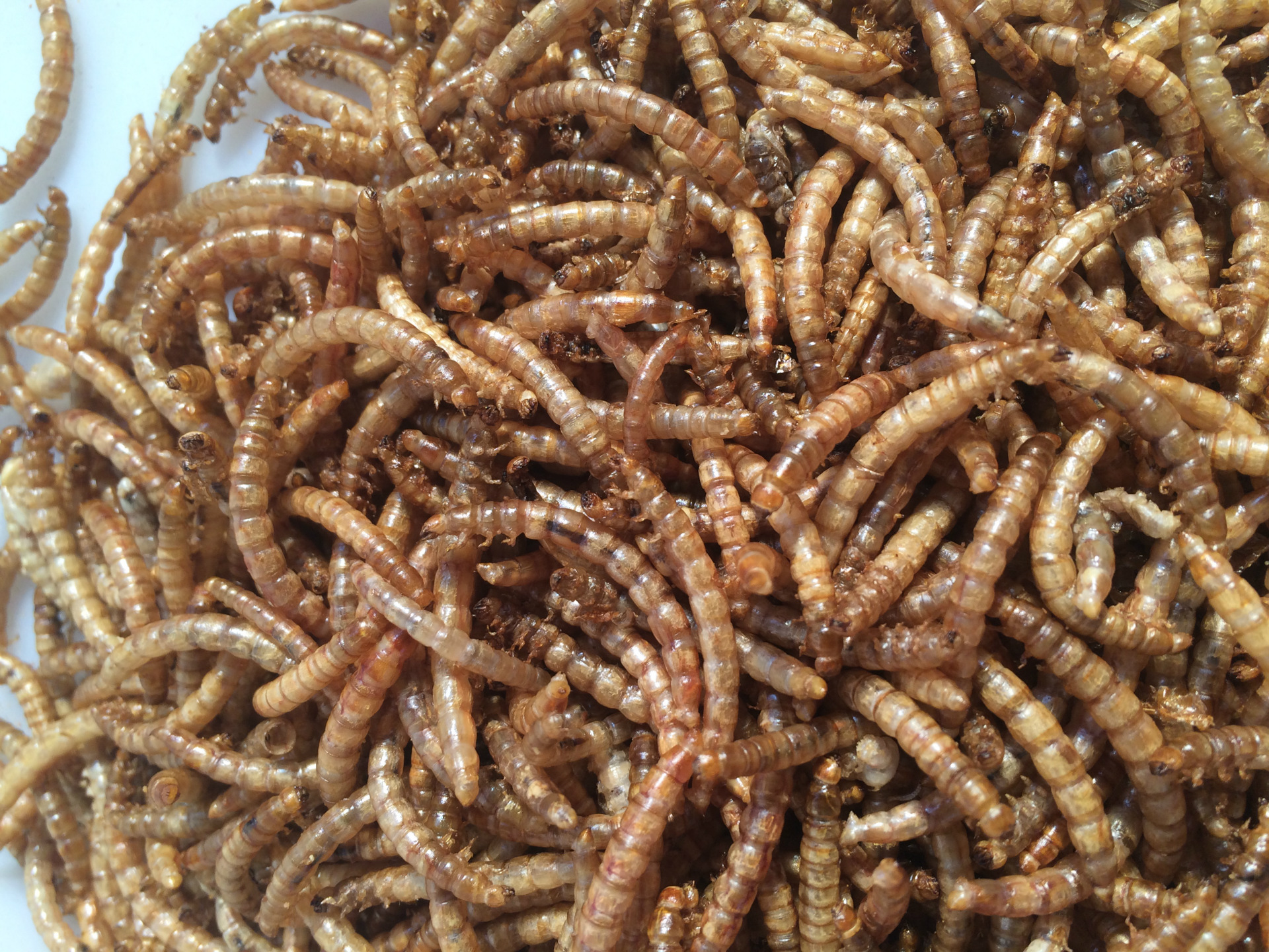 厂家自产自销面包虫虫干 量大从优