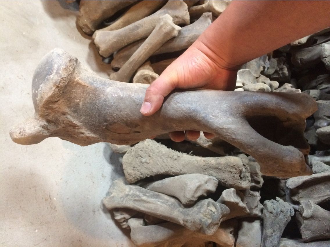 龙骨 五花龙骨 青龙骨 煅龙骨 龙齿 正宗龙骨