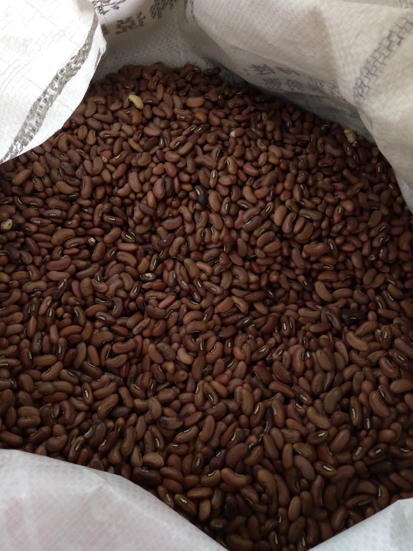 美国无架豆长豆角 f50豇豆种子批发 春