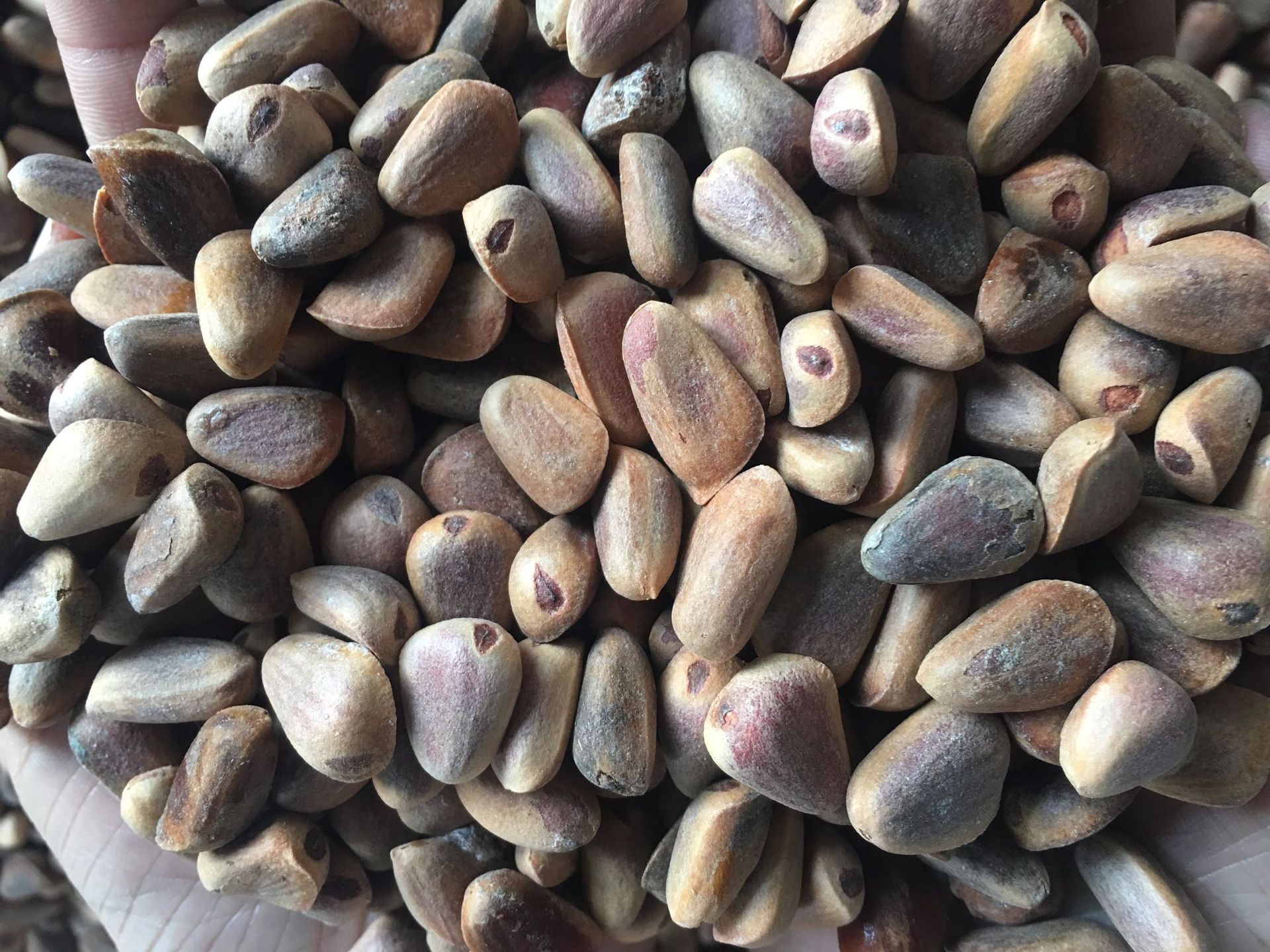 散装生松子未分选统货 野生新鲜生的红松子 东北黑龙江特产俄罗斯