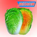 先风桔红心 大白菜种子 单株3-4公斤 高端火锅食材 10克