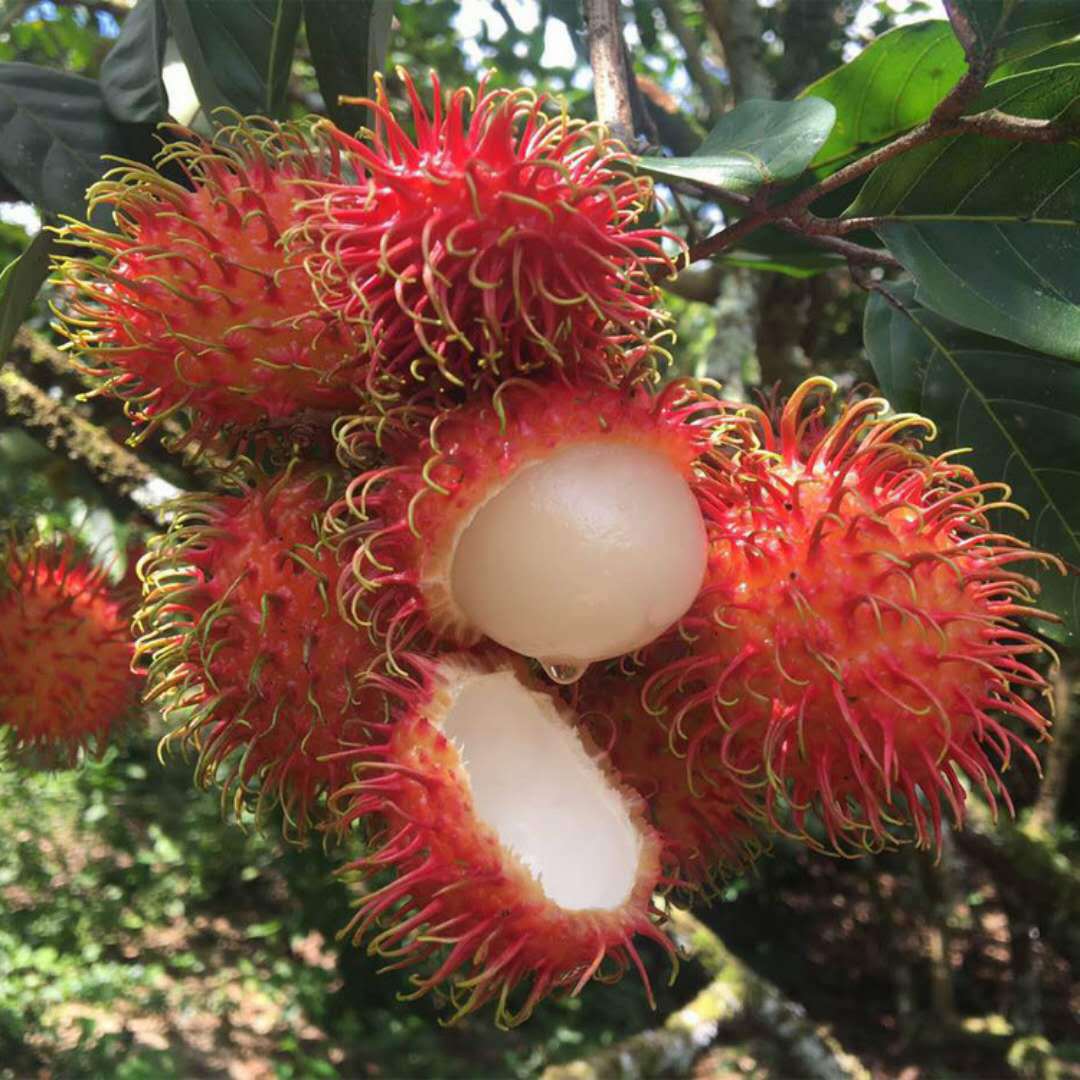 【进口高品质水果红毛丹搞活动啦】限量500件 4斤送1斤59.9元秒杀