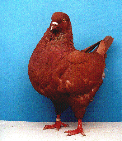 公斤鸽出售,哪里的元宝鸽价格便宜,哪里元宝鸽养的多