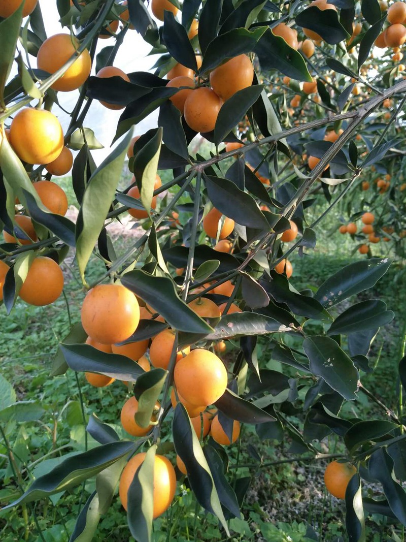 供应遂川脆皮金桔 滑皮金桔