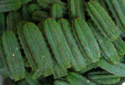 多闻柱(青龙柱)