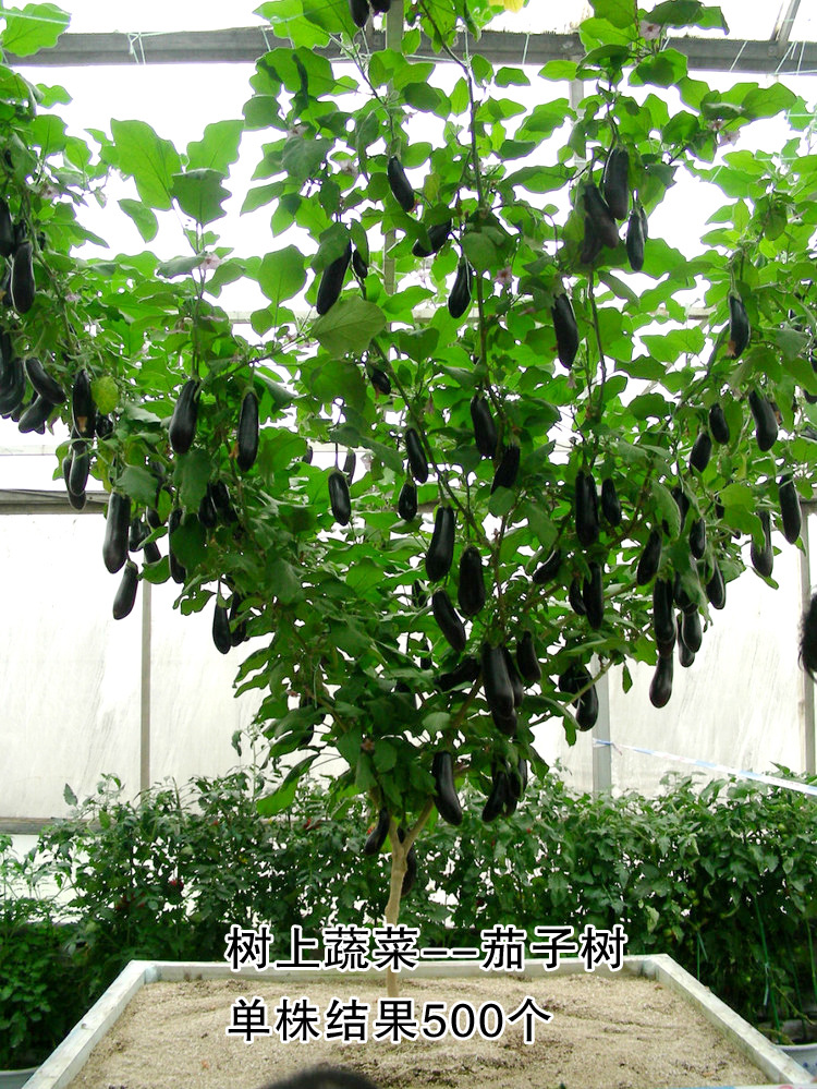 寿光蔬菜种子树形茄子树种子多年生爬藤蔬菜种子观赏食用皆可四季
