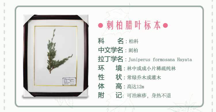 中草药蜡叶植物标本类目齐全带框中药植物蜡叶标本