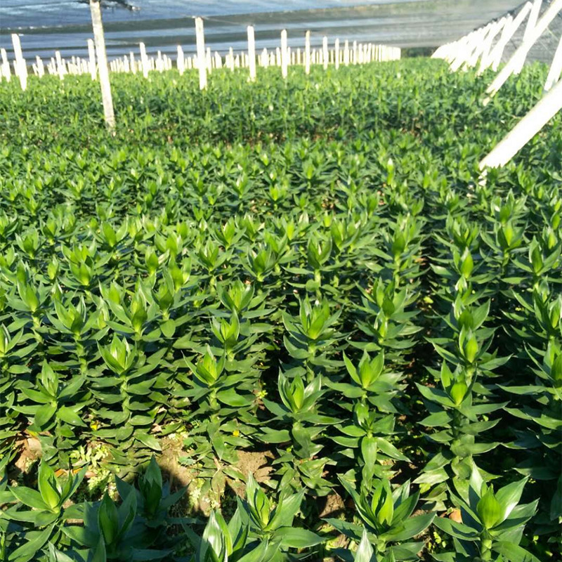 海南产地直批直销水培植物基地大叶竹批发小竹小青竹小富贵竹基地