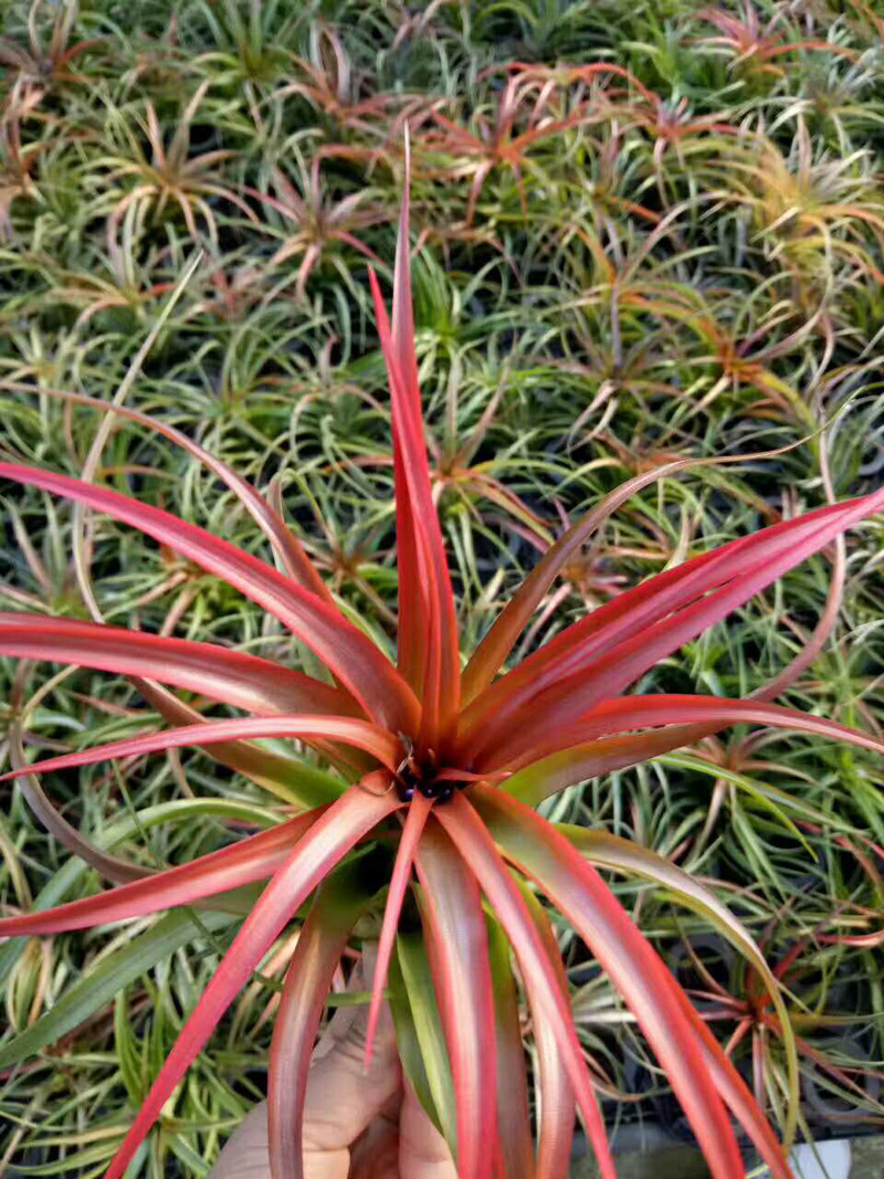 【基地直供】室内绿化 观赏花卉植物 空气凤梨 小植物 红叶