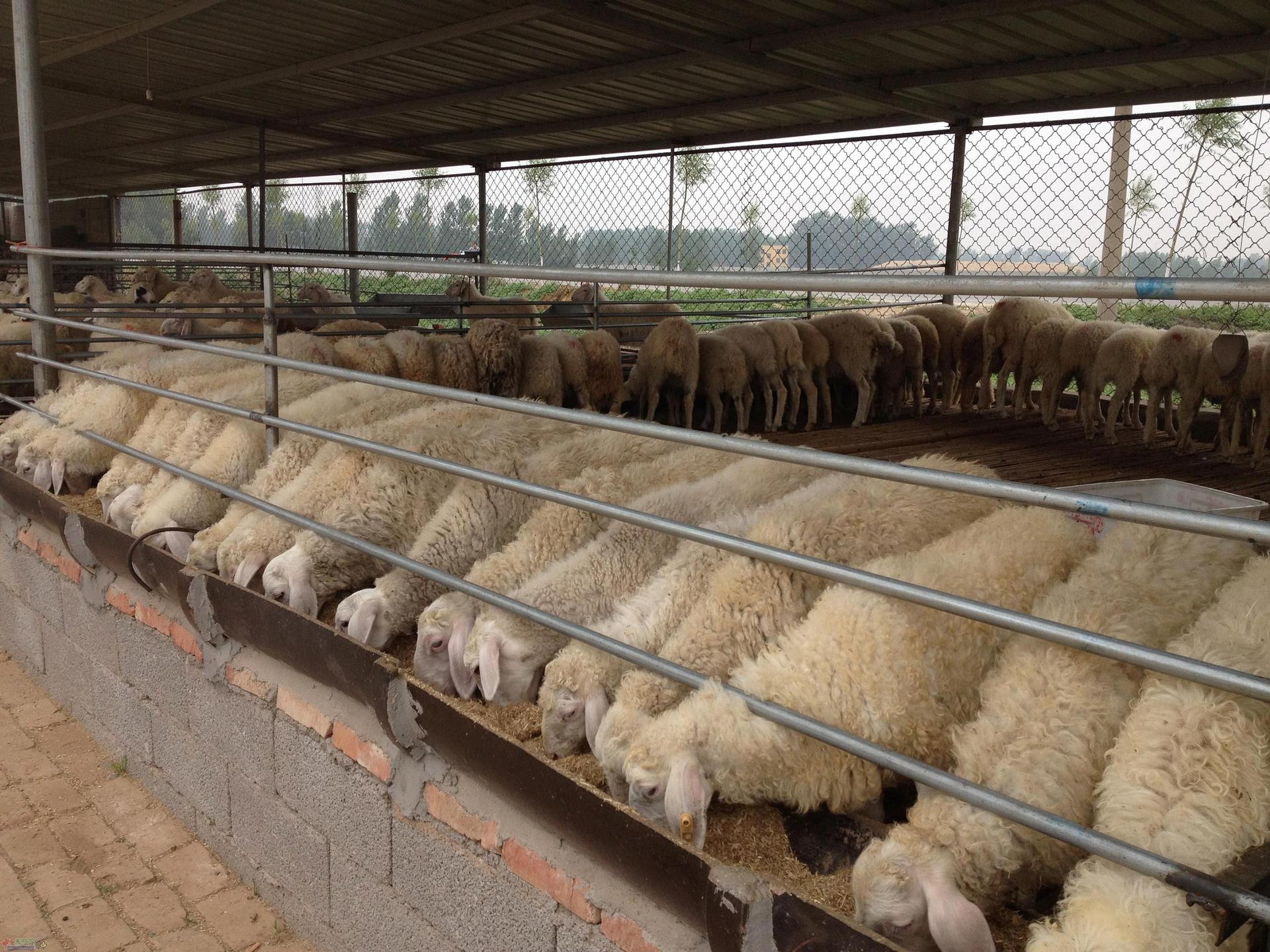 辽宁小尾寒羊养殖场批发出售小尾寒羊小尾寒羊种母羊价格