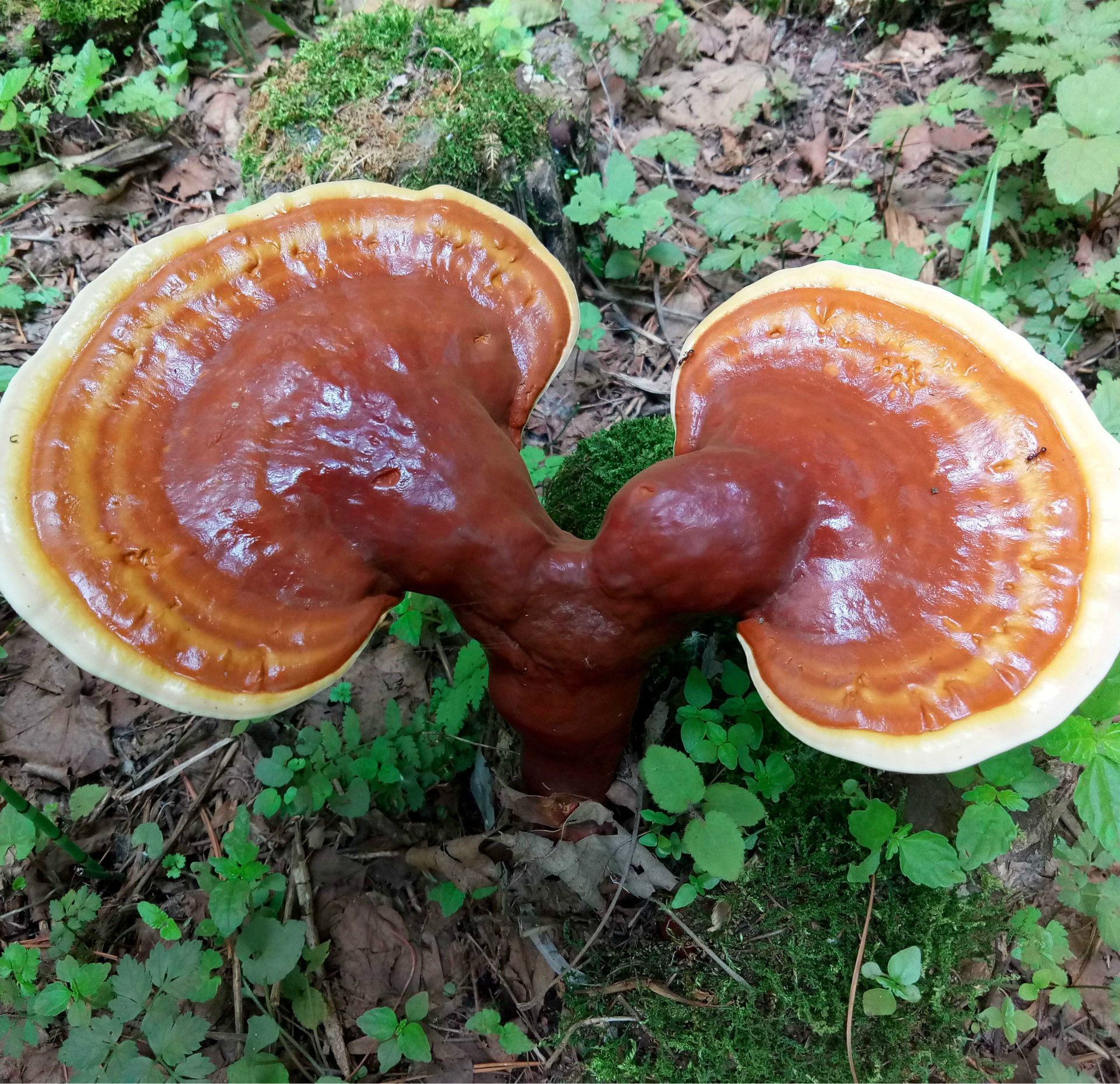 东北特产整枝紫灵芝 长白山椴木赤芝 林下野生紫灵芝免费打粉