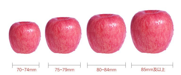 洛川红富士陕西苹果40枚85家庭实惠大果整箱包邮新鲜水果一件大发