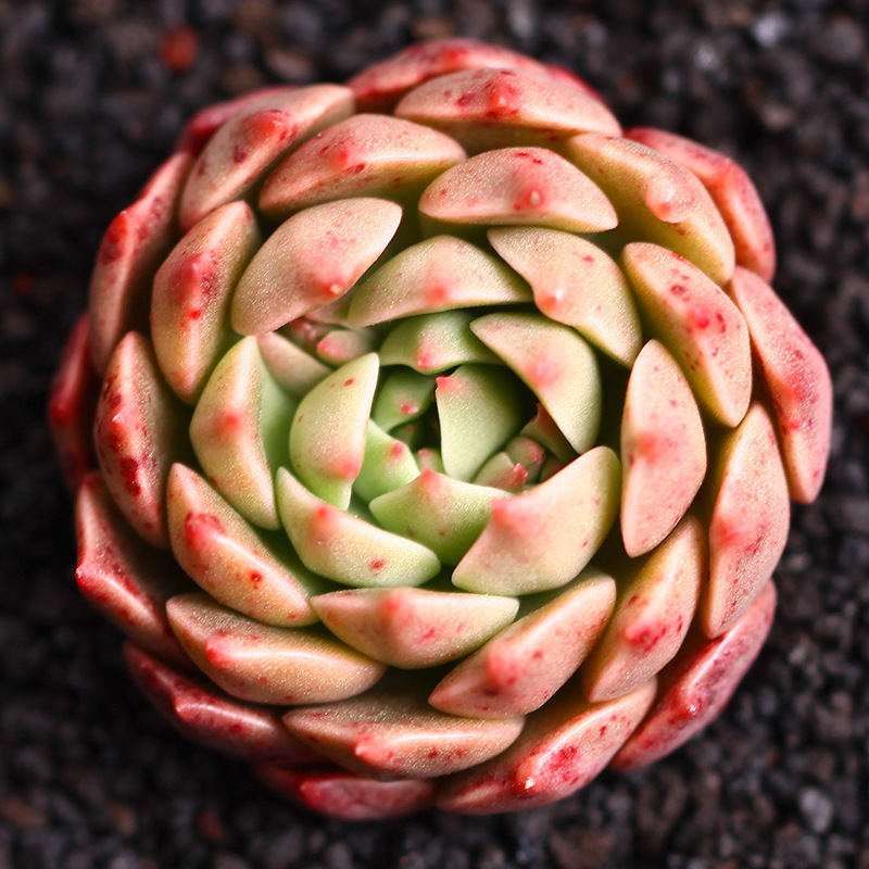 奥利维亚单头4-6厘米 多肉植物