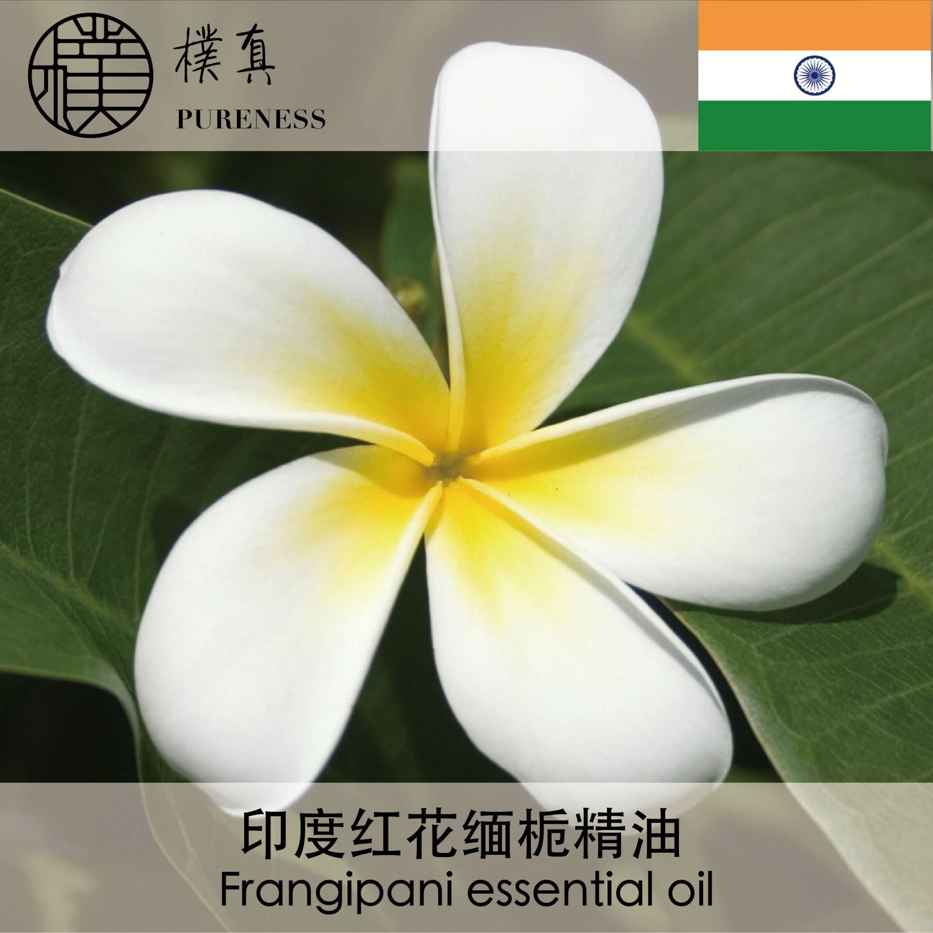 红花缅栀精油frangipani essential oil台湾朴真