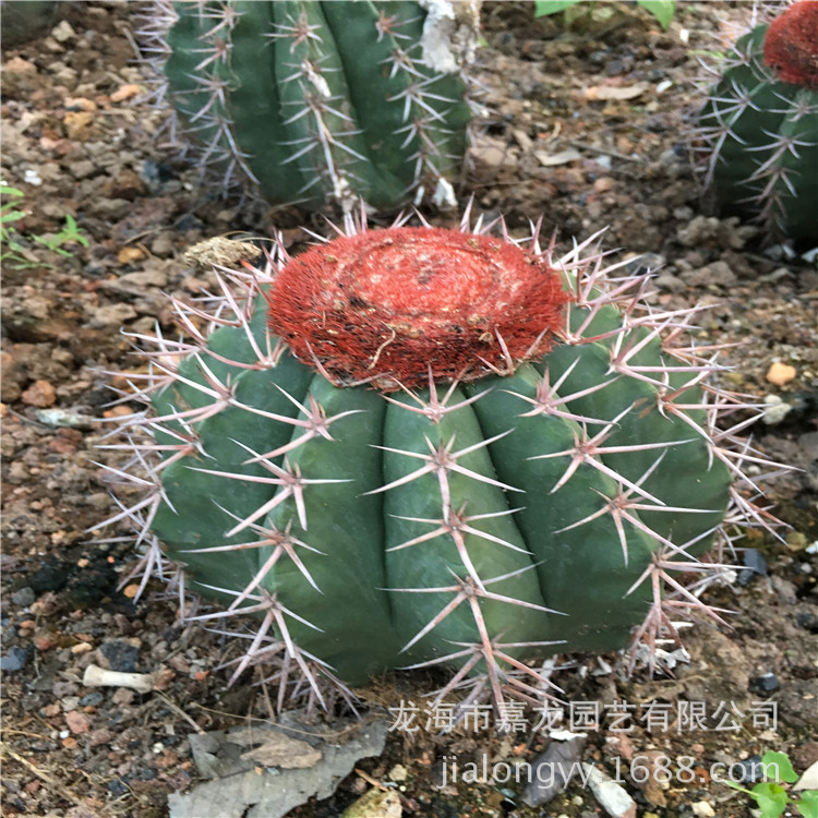 【仙人球吧】_仙人球吧厂家_仙人球吧批发市