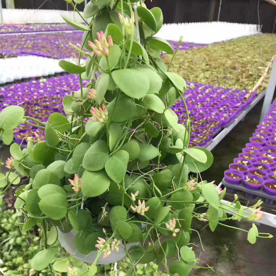 【基地直销】小盆栽多肉植物观赏花卉 防辐射绿植盆栽 140#玉荷包