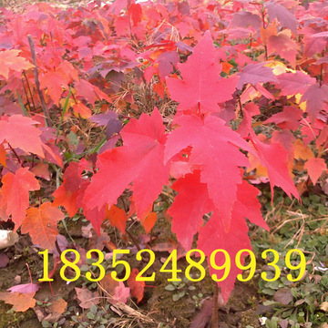 红枫苗 美国红枫 秋火焰 日本红枫 中国红枫 红枫-阿里巴巴