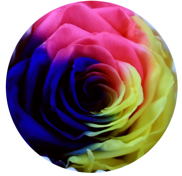 变色玫瑰 永生玫瑰4到5cm彩色七彩玫瑰保鲜花礼盒8朵1盒 厂家直销