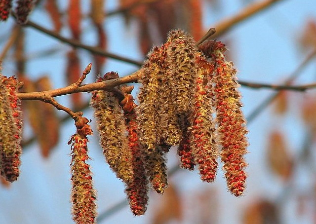 高清杨树花