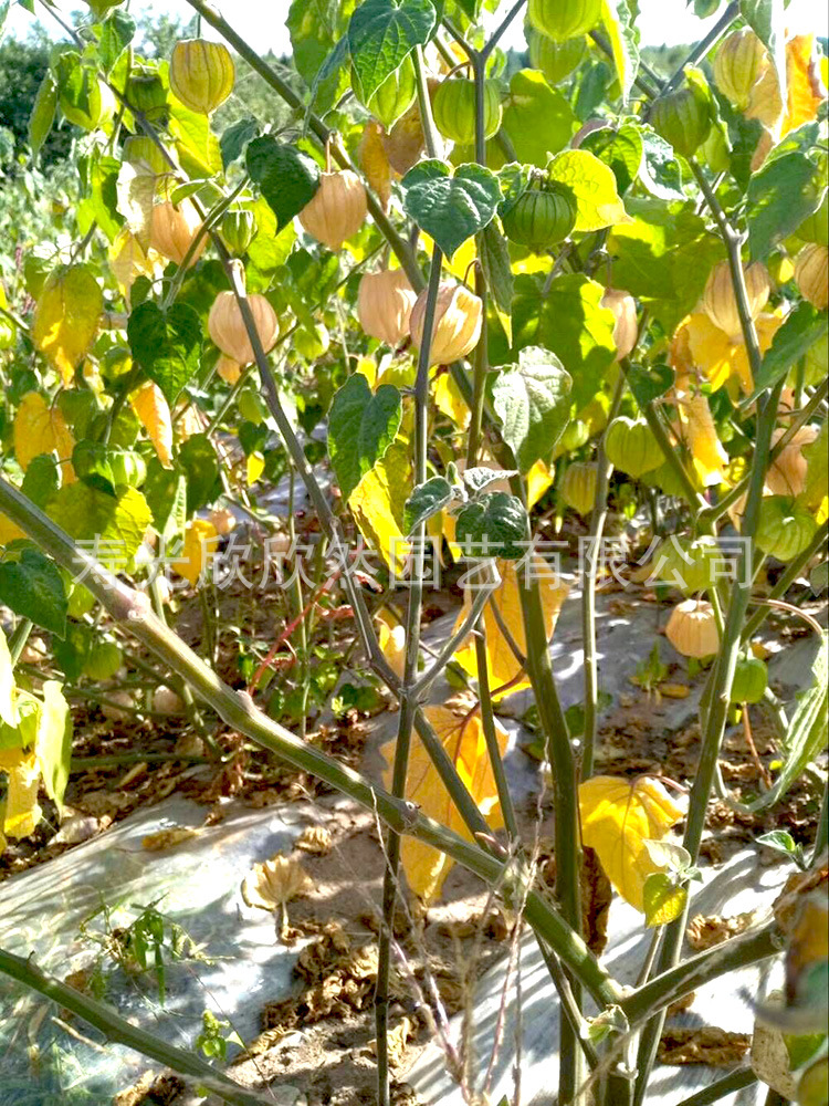 大黄菇娘种子 黄姑娘灯笼果 清香甜美野果 特色水果菇娘种子批发