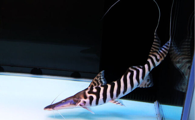 热带鱼 斑马鸭嘴鱼 鸭嘴鱼 鸭嘴鲨 活体鱼 观赏鱼-阿里巴巴