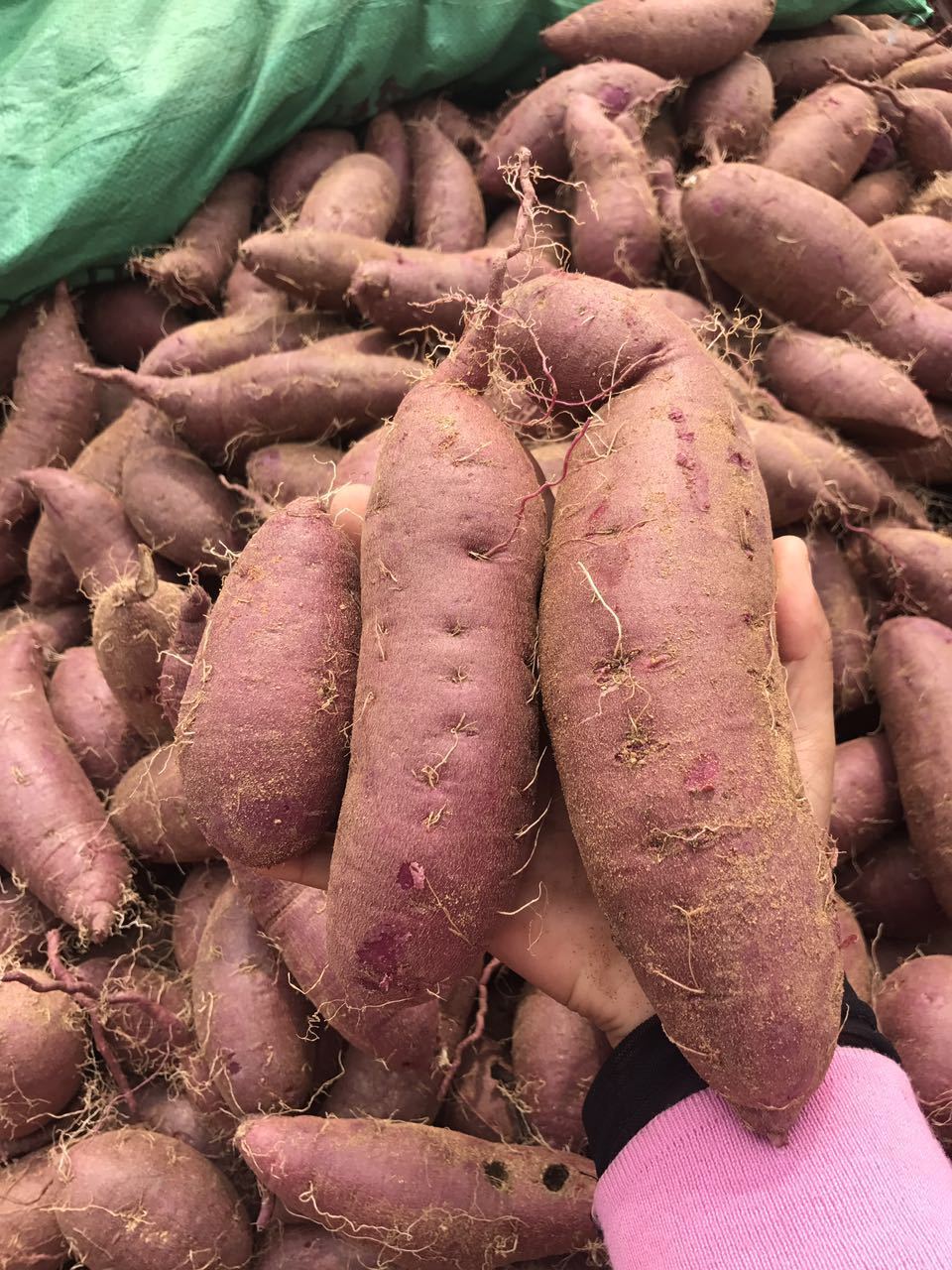 【山东紫薯5斤装】2020新地瓜紫罗兰紫薯甜糯粗粮山东地瓜基地.