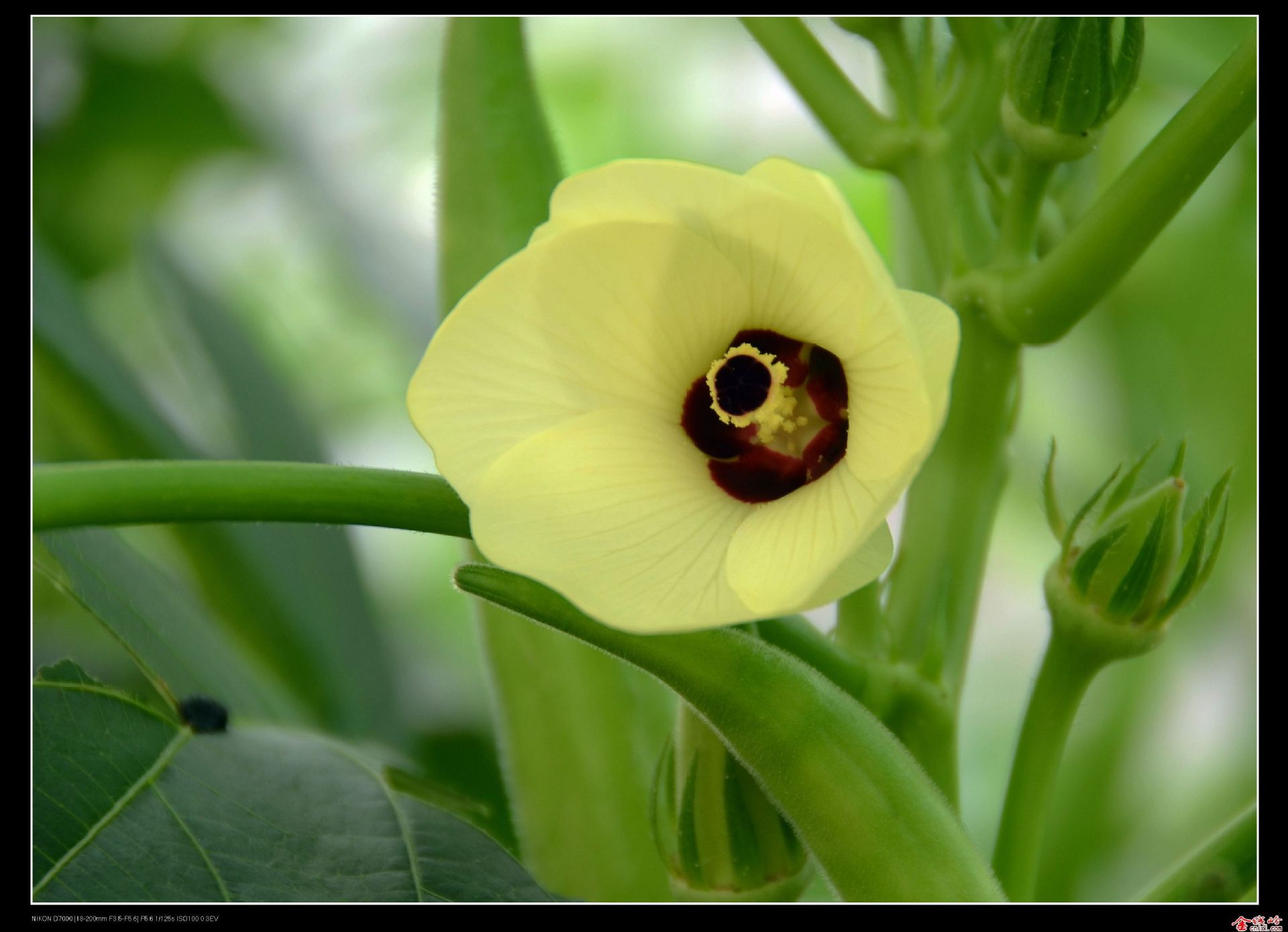 【飞龙园艺】蔬菜黄秋葵 红秋葵 品种齐全 量大优惠 可以货到