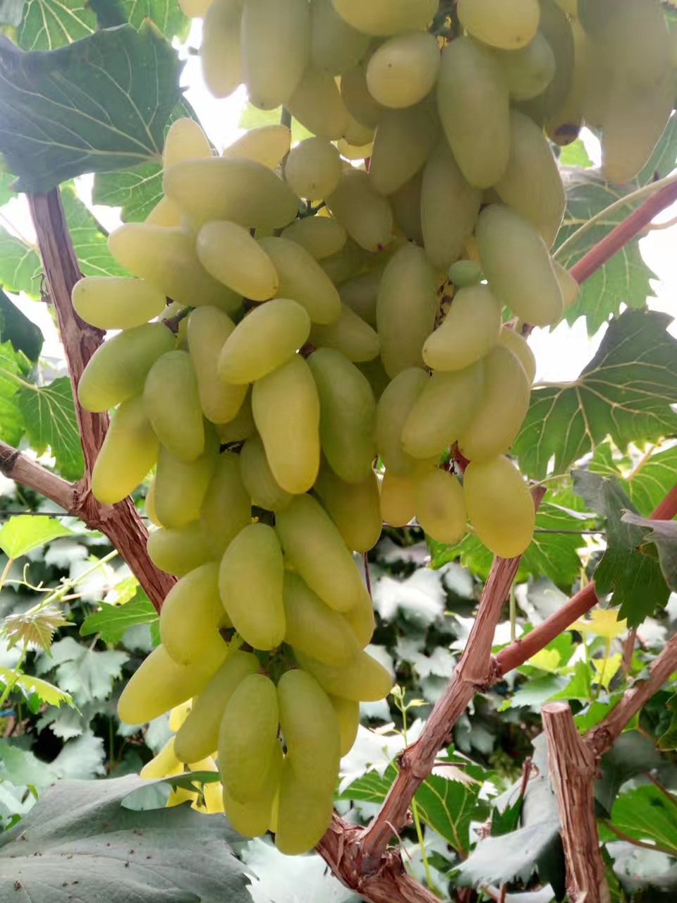 青岛大泽山金手指葡萄顺丰包邮四斤