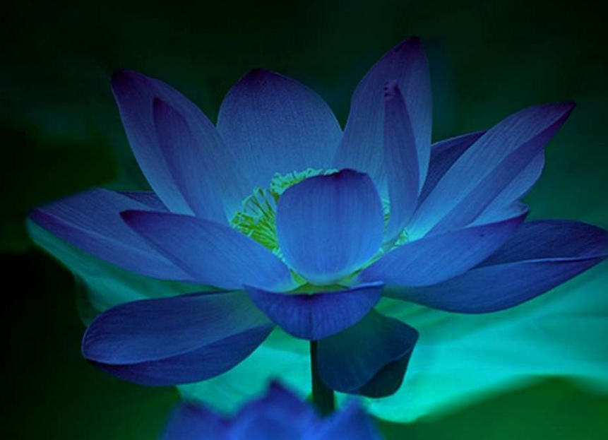 蓝莲花提取物/埃及蓝睡莲提取物/10:1萃取/植提厂家生产/1kg起订