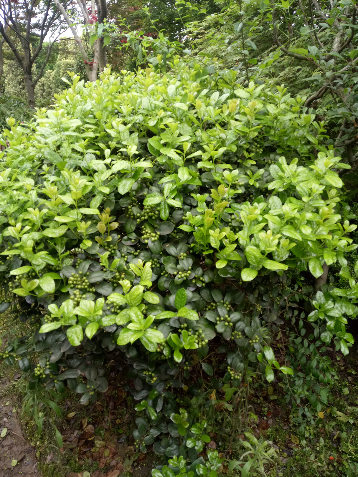 无刺构骨球灌木花卉园林绿化常绿乔木水生植物水生花卉
