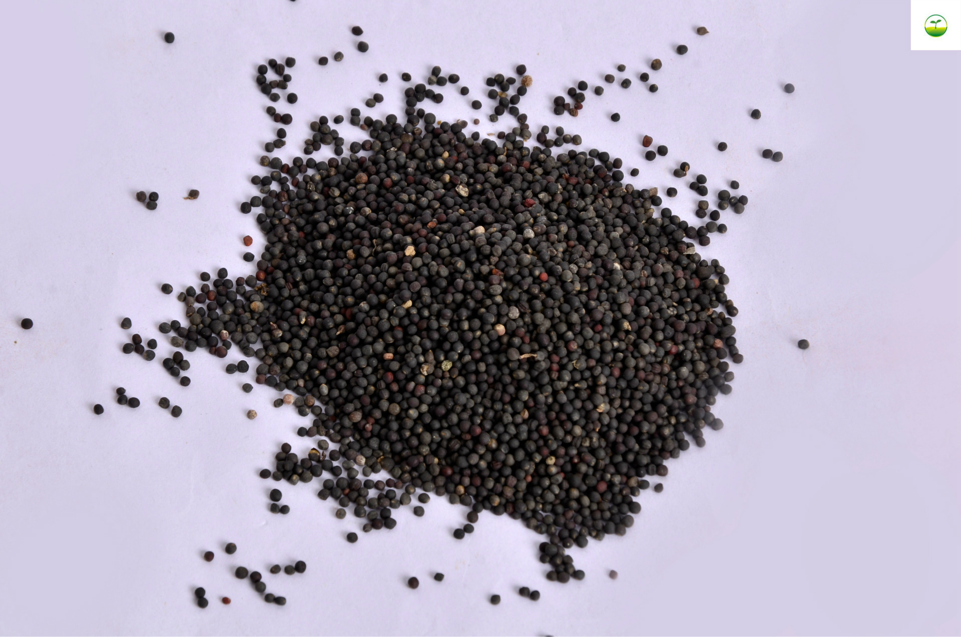 【飞龙园艺】油菜花种籽花海绿化景观品种齐全量大从优可以货到付