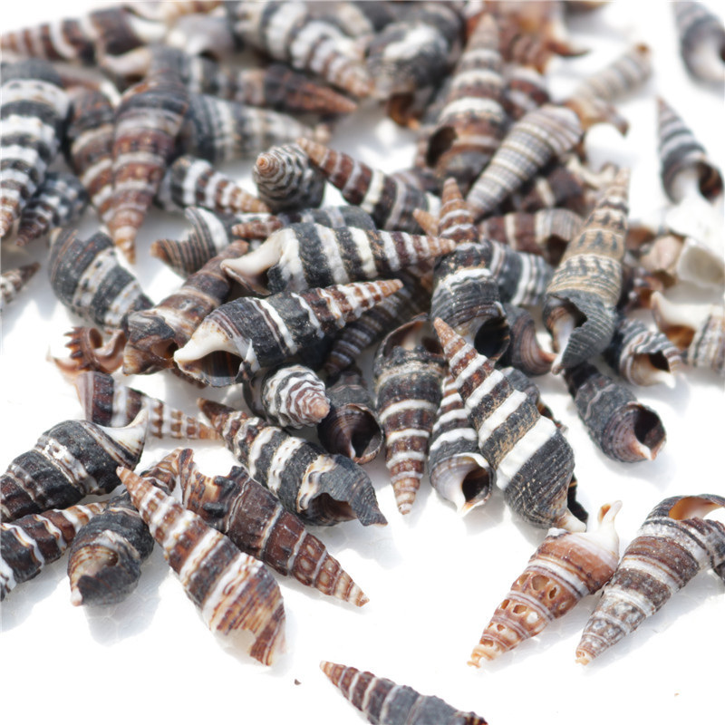 厂家直批天然海螺贝壳标本黑钉螺海螺工艺品配件diy漂流瓶一斤