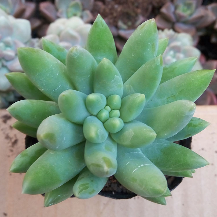 漳州多肉植物批发 约4-6cm 玉珠莲 裸根 千佛手 园艺盆栽花卉园艺