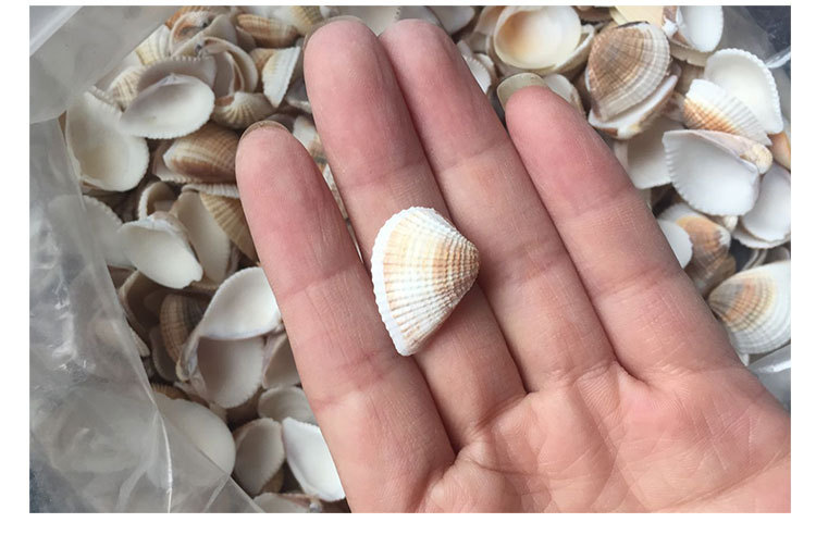小贝壳海螺海星 diy配饰造景摆设装饰 三角贝 鳞杓拿蛤