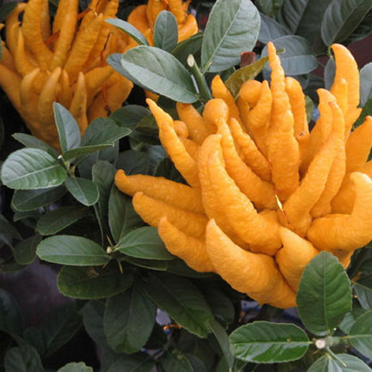 新鲜泰国佛手果柑 鲜果清香五指柑 香橼果金佛手瓜水果批发直销