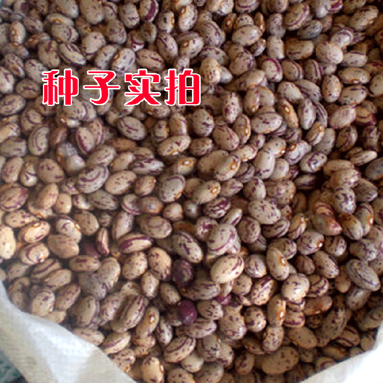 东北油豆种子中早熟一点红油豆角将军豆春季夏季秋季播高产抗病