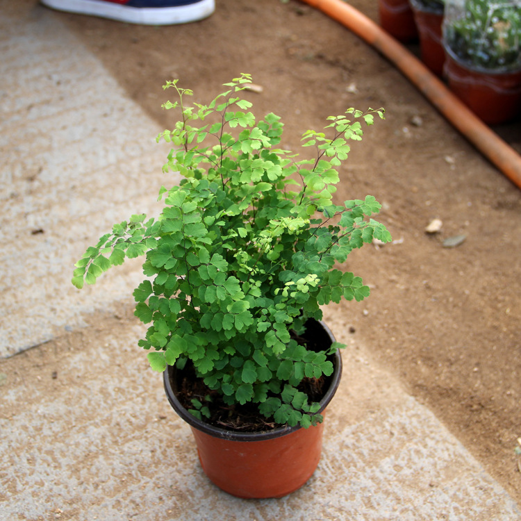 供应铁线菊盆栽铁线菊花苗办公室室内盆栽花卉四季常青规格全