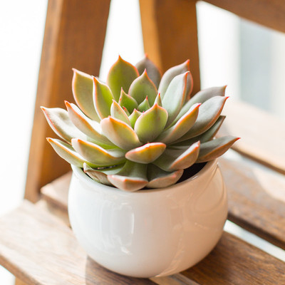 多肉植物艾丽卡 多肉盆栽花卉肉肉植物办公室绿植花卉盆栽