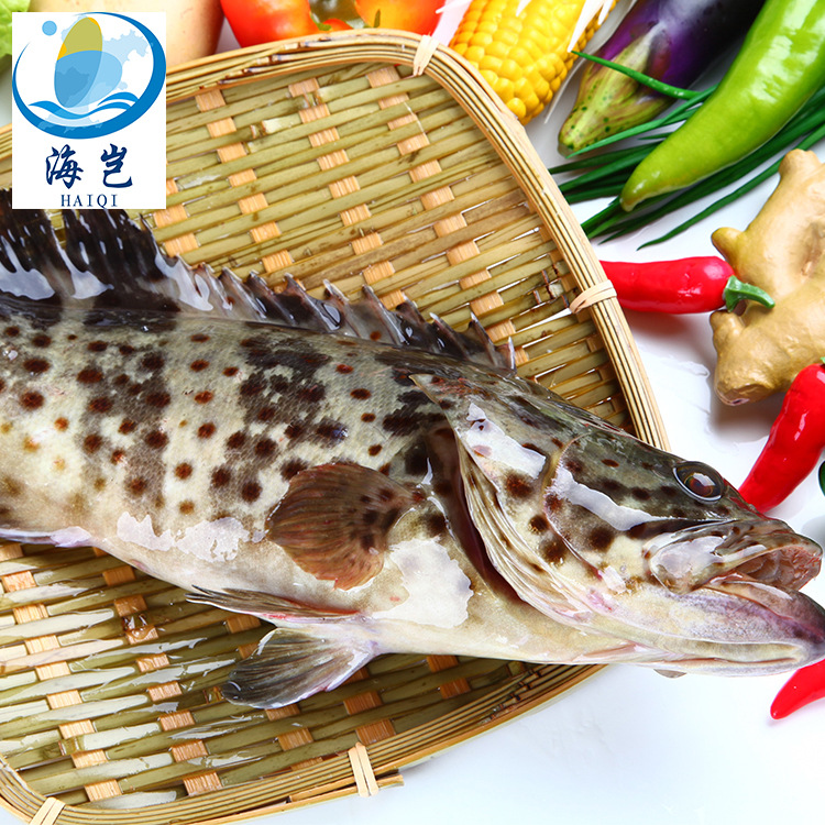 鲜活冷冻青斑鱼1-6斤/条 批发冷冻珍珠龙胆斑鱼餐饮酒店婚庆供应