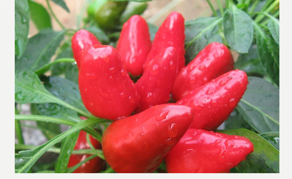 正宗贵州大红袍灯笼椒干红辣椒海椒500g