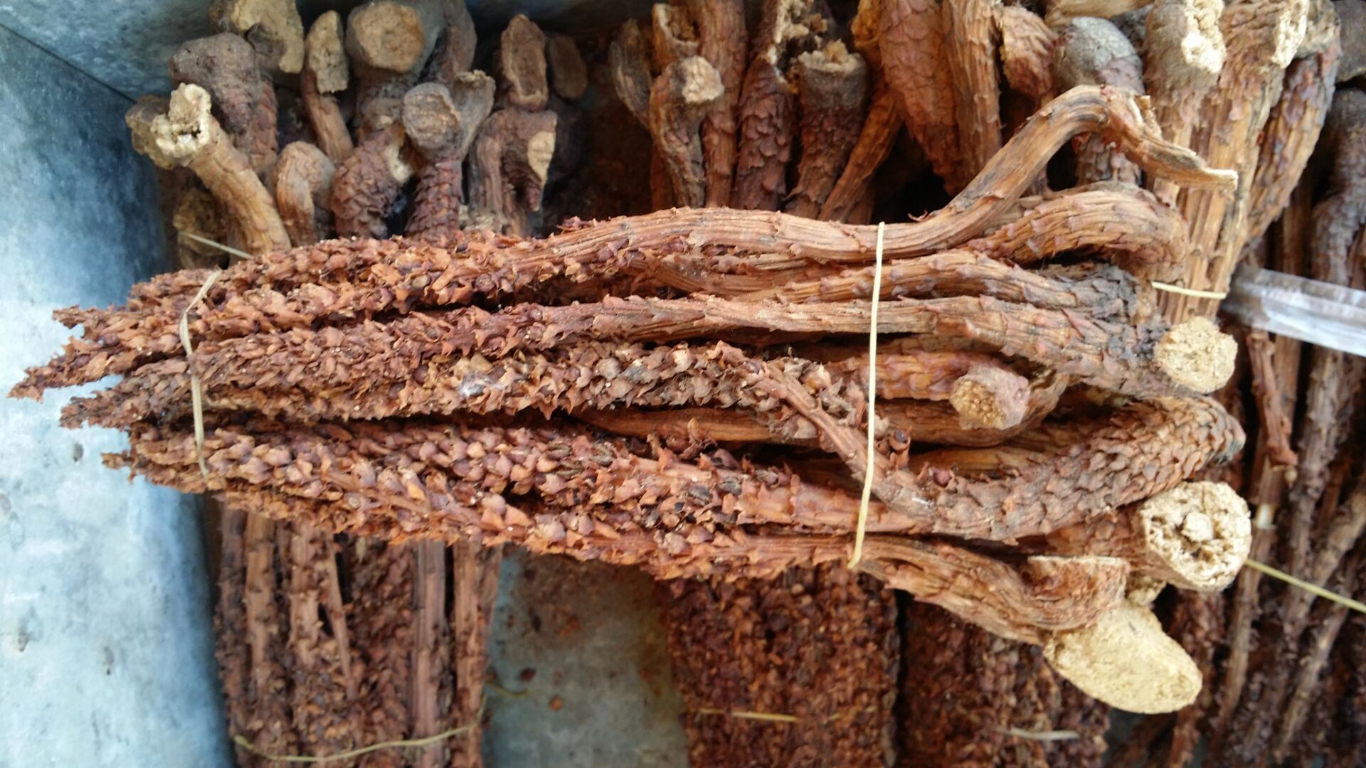 r131中药材批发 不老草 草苁蓉 东北长白山 长生草