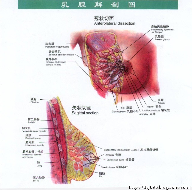关爱女性乳房的健康从保养胸部做起!