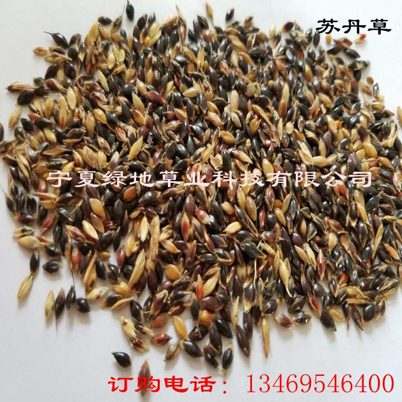 批发直销 草种 牧草种子 苏丹草 牲口养殖饲料 优质高产