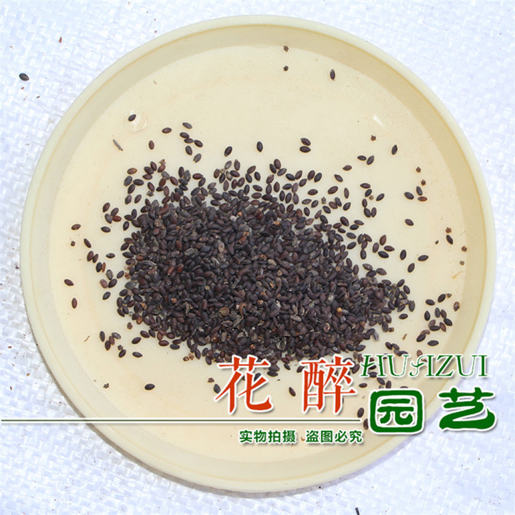 蓝花鼠尾草蓝花鼠尾草种子 兰花鼠尾草种子 蓝色花卉种子 多年生