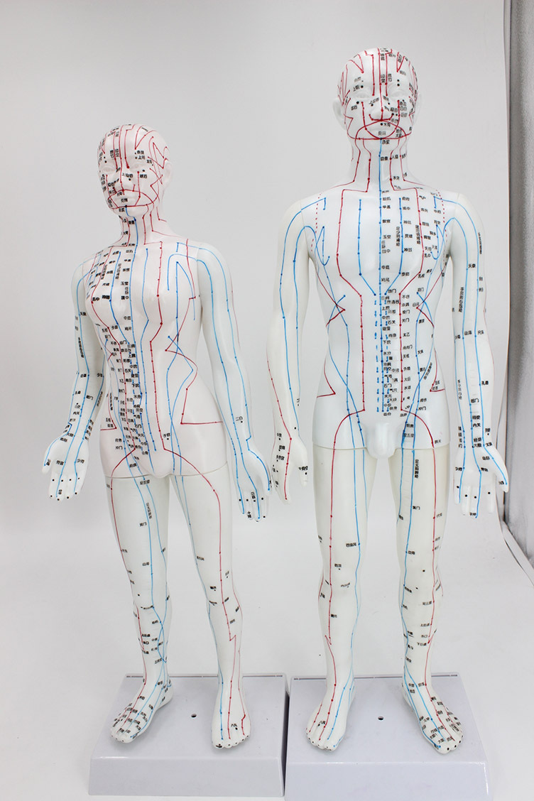 标明了经络线上的361个针灸穴位和48个经外穴位,由的针灸专家和中科院