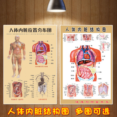 人体内脏器官结构解剖图大挂图医院诊所墙贴画人体全身内脏位置图