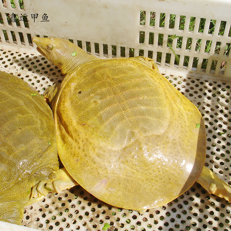 鑫鑫供应 精选外塘生态养殖小甲鱼苗批发 优选生态养殖野生甲鱼
